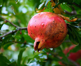 pomegranate-58554_640